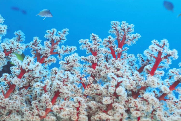 Red & White Gorgonian Coral