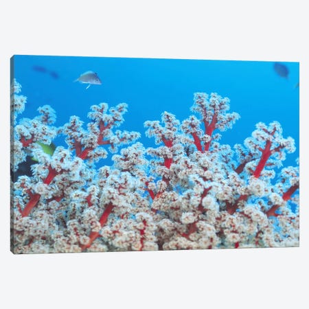 Red & White Gorgonian Coral Canvas Print #7201} by Unknown Artist Canvas Artwork