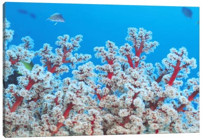 Red & White Gorgonian Coral Canvas Art Print - Coral Art
