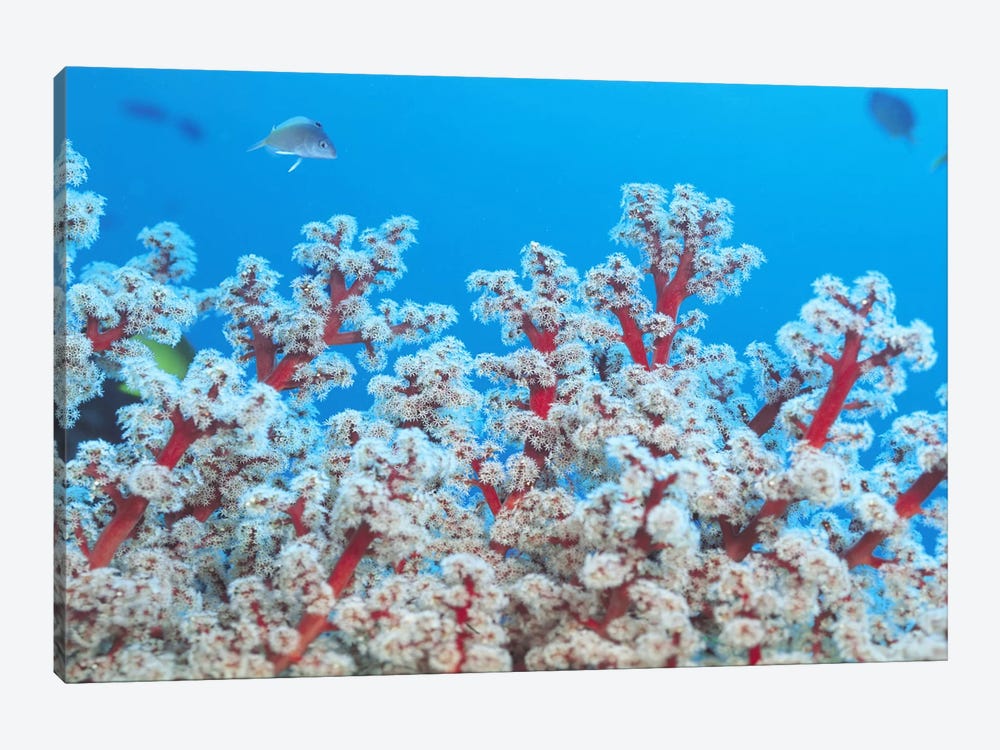 Red & White Gorgonian Coral 1-piece Canvas Wall Art