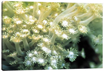 Goniopora Green Coral Canvas Art Print - Sea Life Art