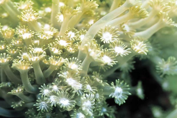 Coral: Goniopora Green Coral by Unknown Artist