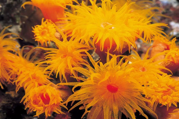 Orange Cup Coral