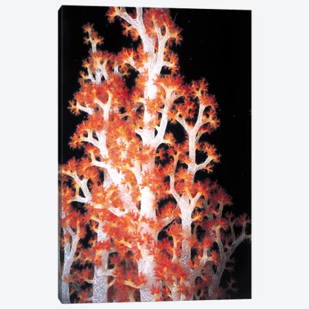 Red Gorgonian Coral #2 Canvas Print #7206} by Unknown Artist Canvas Print