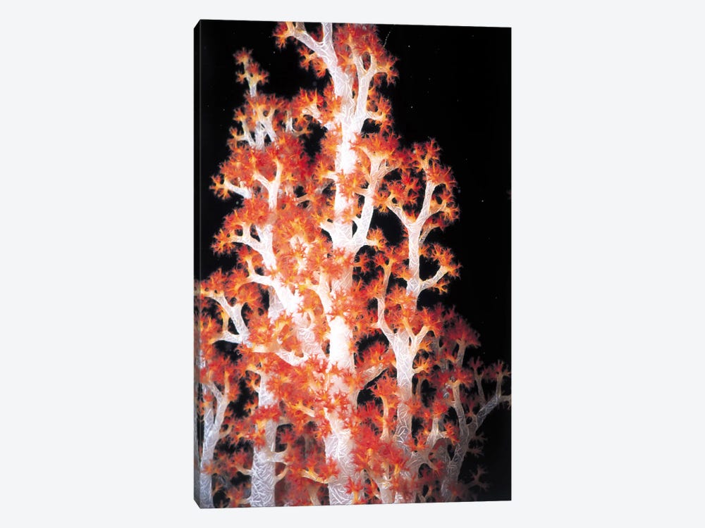 Red Gorgonian Coral #2 by Unknown Artist 1-piece Canvas Print