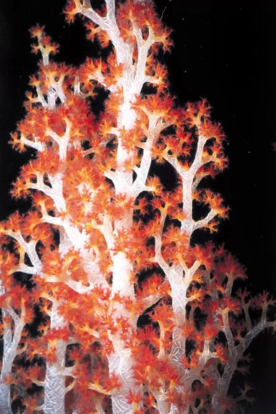 Coral: Red Gorgonian Coral #2 by Unknown Artist