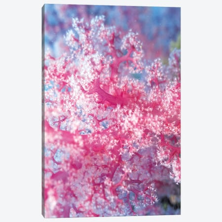 Precious Pink Coral Canvas Print #7207} by Unknown Artist Art Print