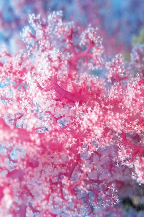 Precious Pink Coral by Unknown Artist wall art