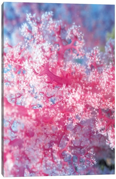 Precious Pink Coral Canvas Art Print - Coral Art