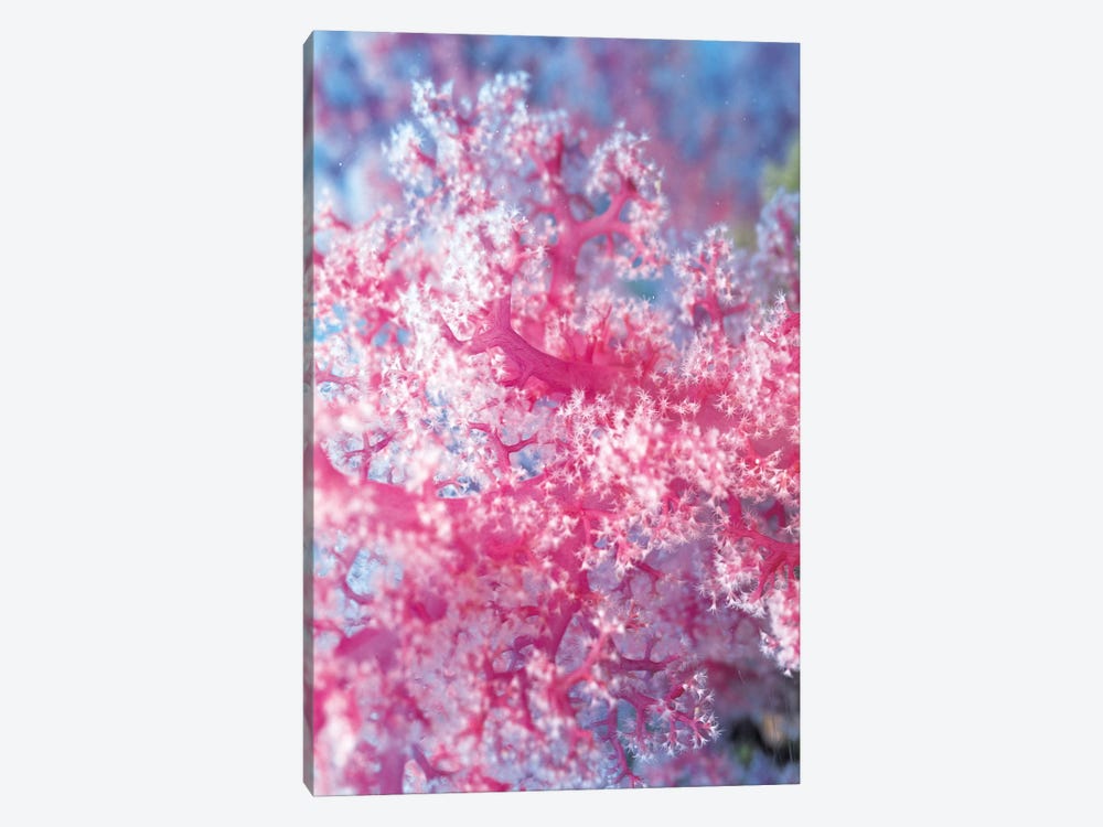 Precious Pink Coral by Unknown Artist 1-piece Canvas Art