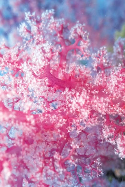 Coral: Precious Pink Coral by Unknown Artist