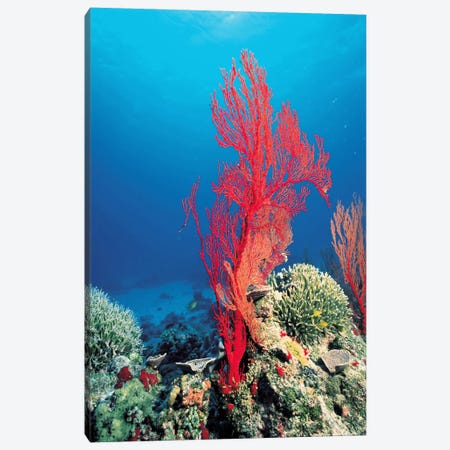 Red Coral Canvas Print #7209} by Unknown Artist Canvas Artwork