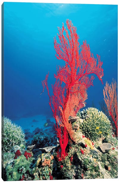 Red Coral Canvas Art Print - Underwater Art