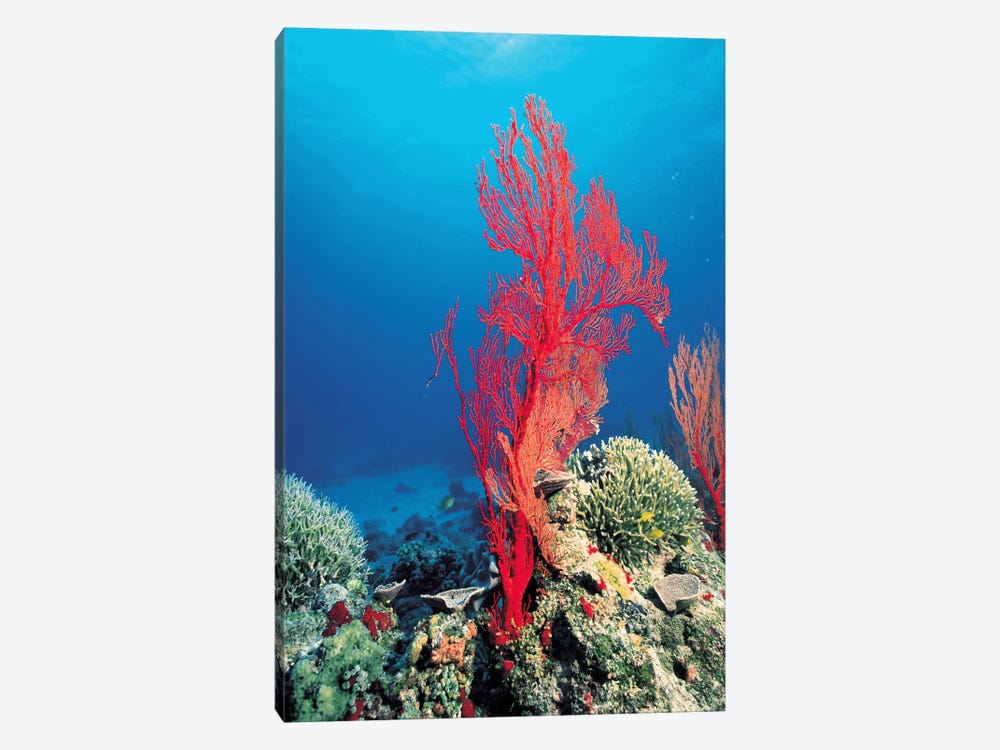 Red Coral Canvas Art by Unknown Artist | iCanvas