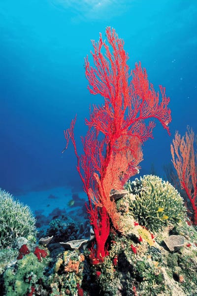 Coral: Red Coral by Unknown Artist