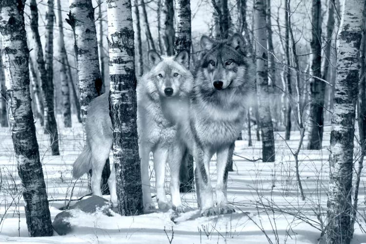 Snow Shadows Silvertones by Gordon Semmens wall art
