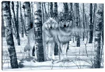 Snow Shadows Silvertones Canvas Art Print - Wolf Art
