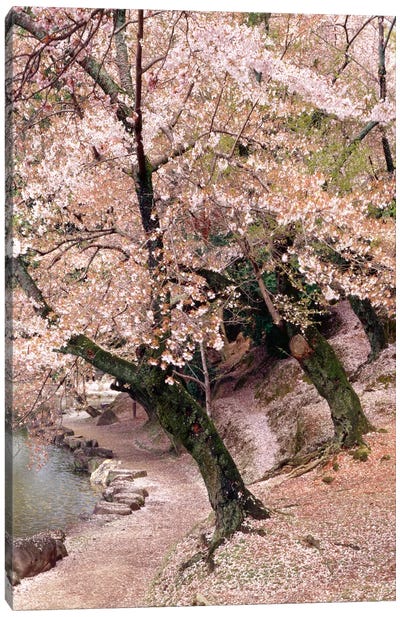 Cherry Blossom Lane Canvas Art Print - Monte Nagler