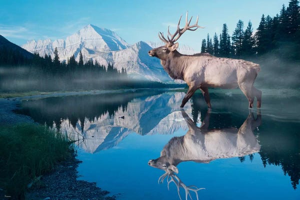 Deer: Reflections of Glacier by Gordon Semmens