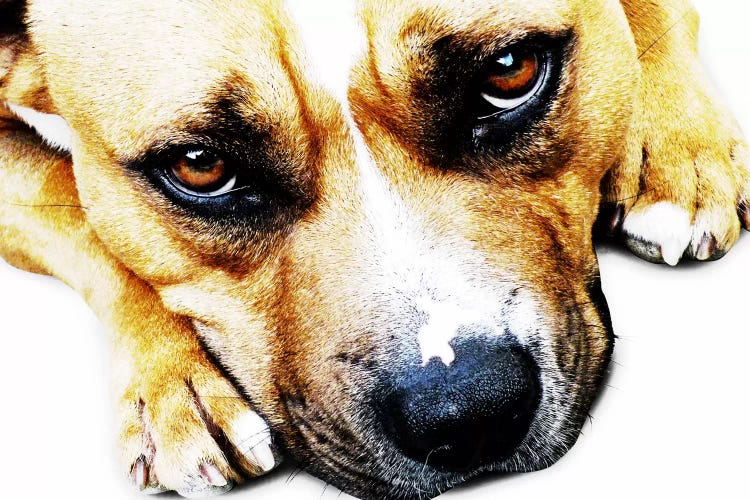 Bull Terrier Eyes by Michael Tompsett wall art