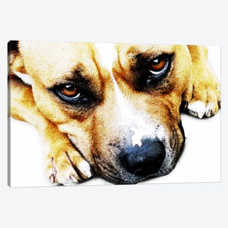 Bull Terrier Eyes Canvas Print #8761} by Michael Tompsett Art Print
