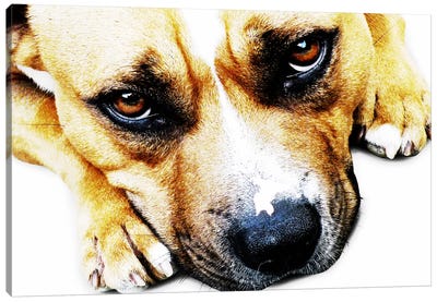 Bull Terrier Eyes Canvas Art Print - By Sentiment