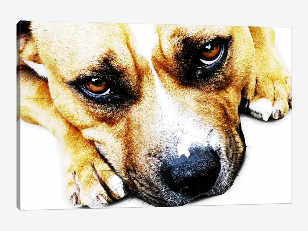 Bull Terrier Eyes by Michael Tompsett 1-piece Art Print