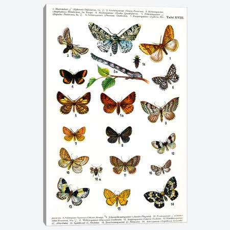 European Butterflies Canvas Print #8809} by Unknown Artist Canvas Art
