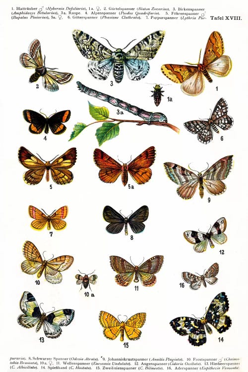 European Butterflies by Unknown Artist wall art