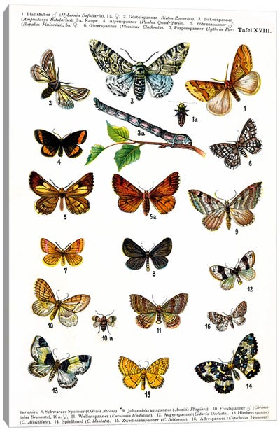 European Butterflies Canvas Art Print - Insect & Bug Art