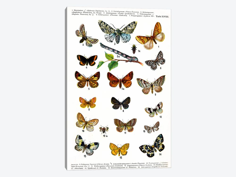 European Butterflies by Unknown Artist 1-piece Canvas Print