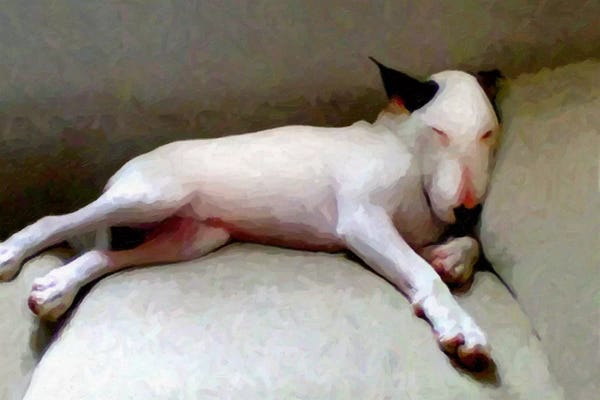 Bull Terriers