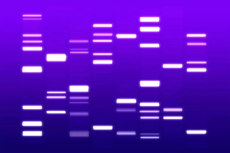 DNA Genetic Code (Purple)