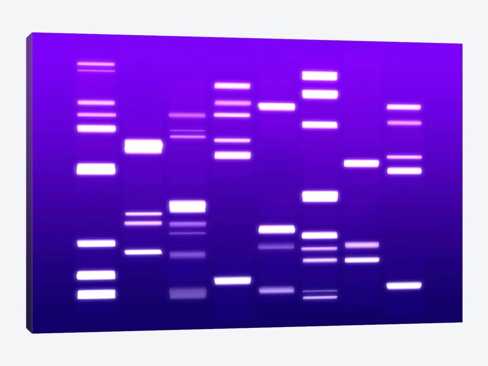 DNA Genetic Code (Purple) by Michael Tompsett 1-piece Canvas Wall Art