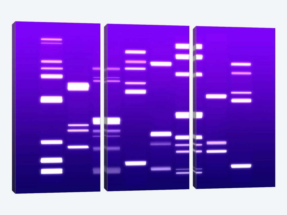 DNA Genetic Code (Purple) by Michael Tompsett 3-piece Canvas Art