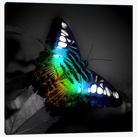 Colorful Butterfly Photographic Canvas Print #9032} by Unknown Artist Canvas Wall Art