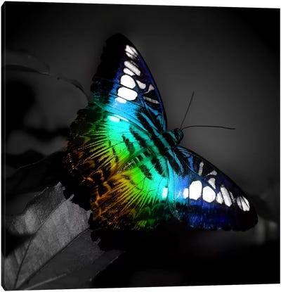 Colorful Butterfly Photographic Canvas Art Print - Color Pop Photography