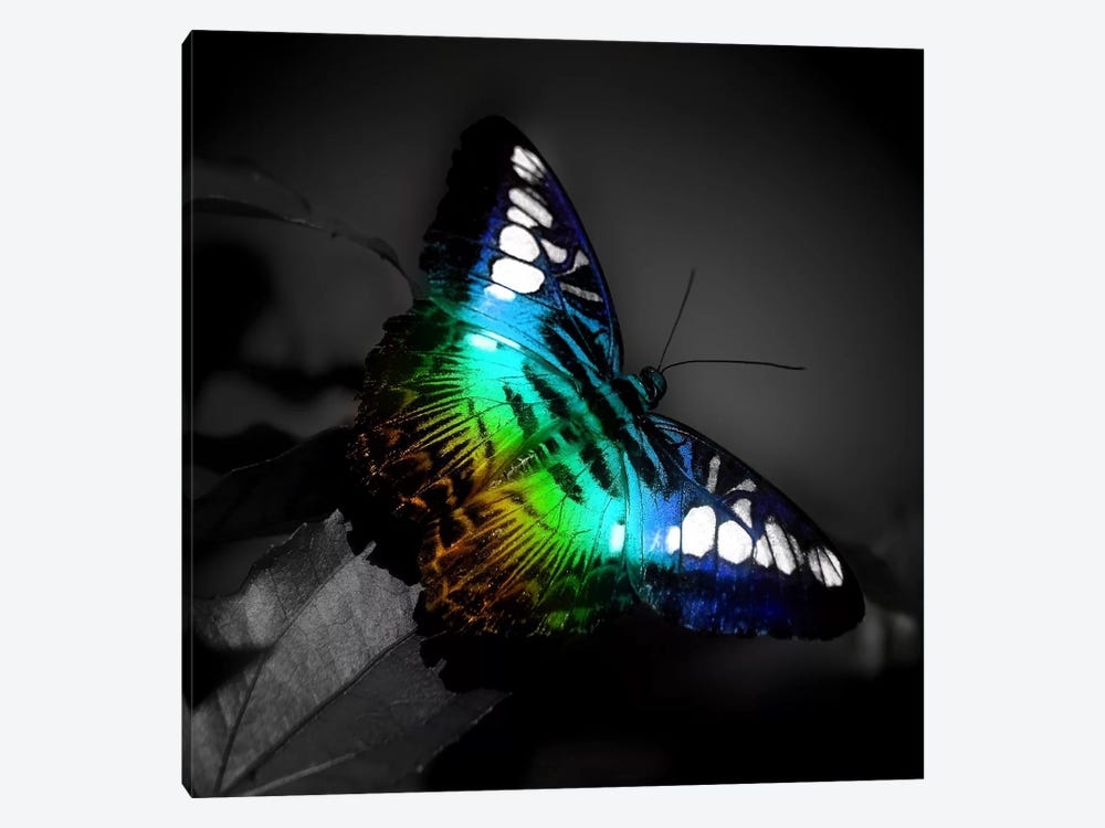 Colorful Butterfly Photographic by Unknown Artist 1-piece Canvas Wall Art