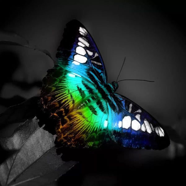 Color Pop Photography: Colorful Butterfly Photographic by Unknown Artist