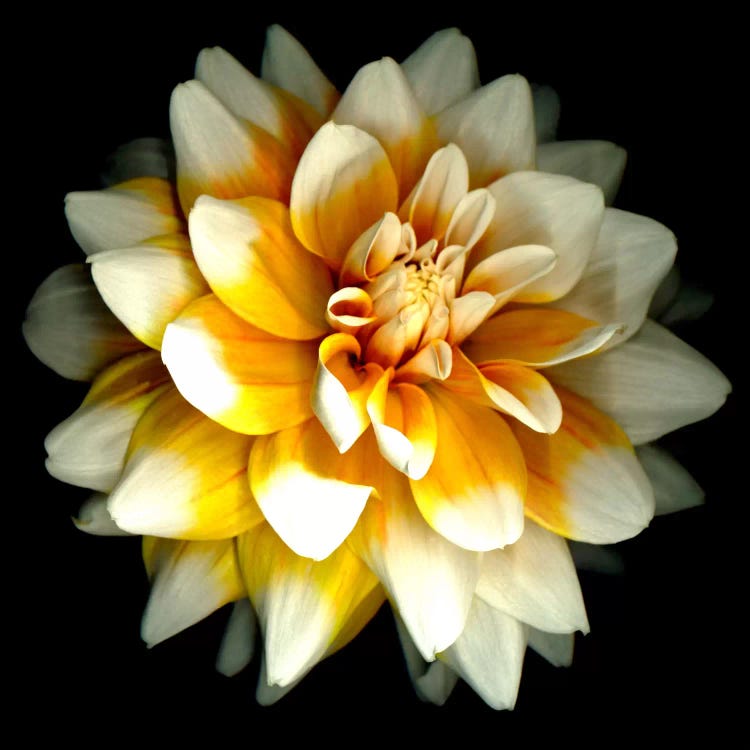 Dahlia by Susan Barmon wall art