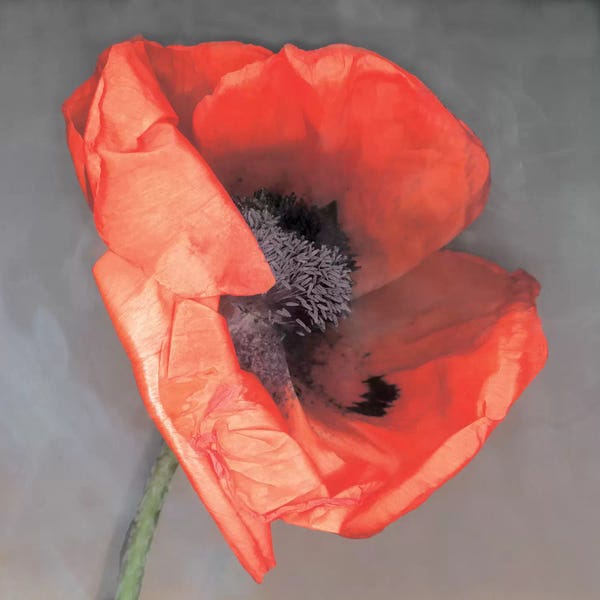 Nature Close-Ups: Rossa by Erin Clark