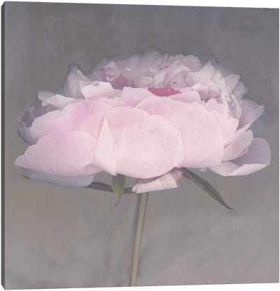 Jolie Canvas Art Print - Rose Quartz & Serenity