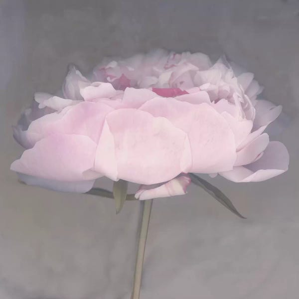 Grandmillenial Decor: Jolie by Erin Clark