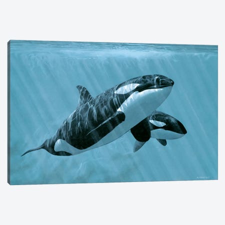 Mother And Son - Orcas Canvas Print #9313} by Ron Parker Canvas Art Print