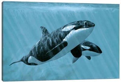 Mother And Son - Orcas Canvas Art Print - Orca Whale Art