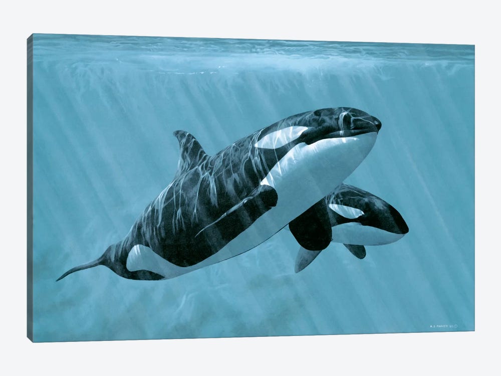Mother And Son - Orcas by Ron Parker 1-piece Canvas Art Print