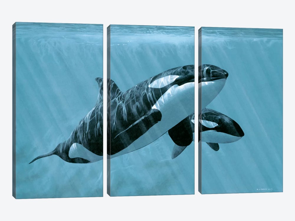 Mother And Son - Orcas by Ron Parker 3-piece Canvas Print