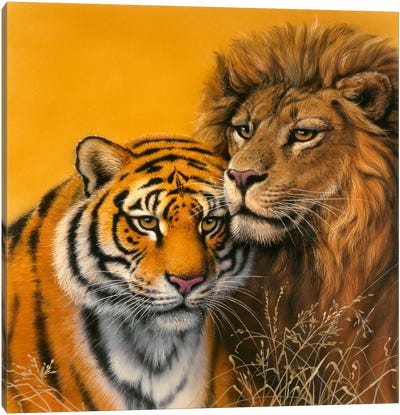 Lion & Tiger Canvas Art Print - Harro Maass