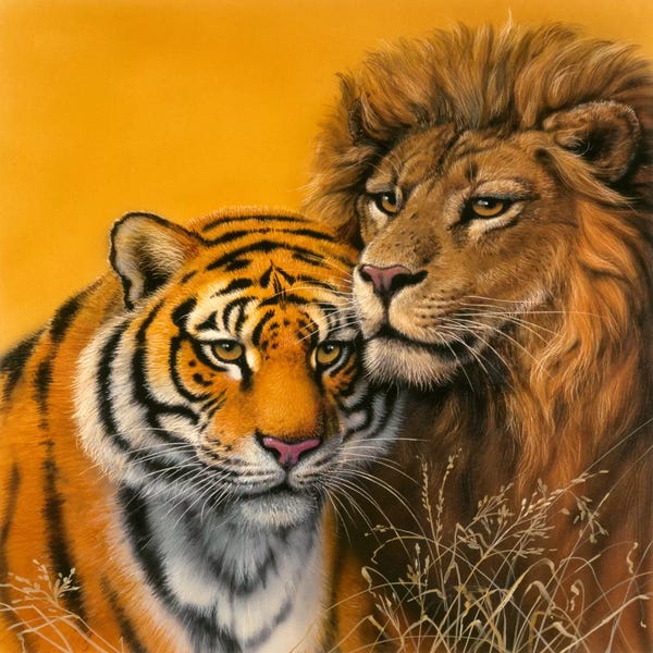 Lions: Lion & Tiger by Harro Maass