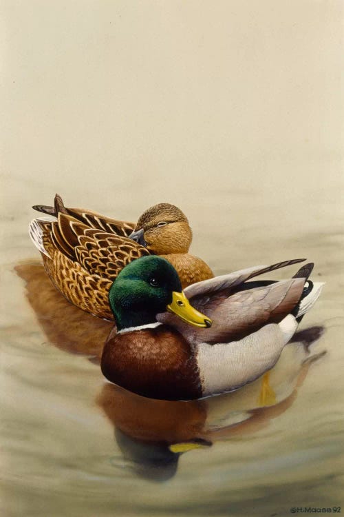 Mallard by Harro Maass wall art